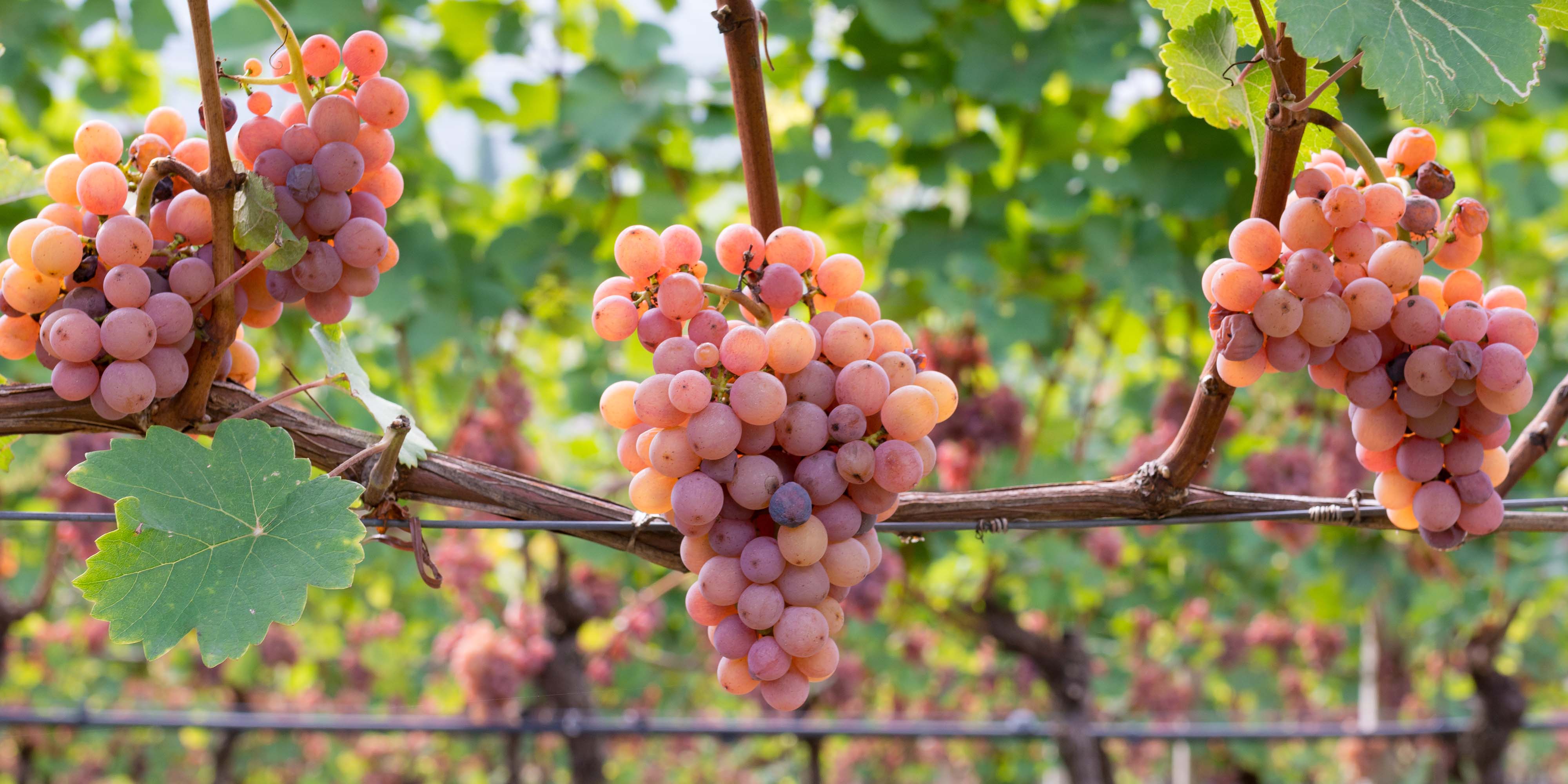 Gewurtztraminer Wines – Family Wineries Direct