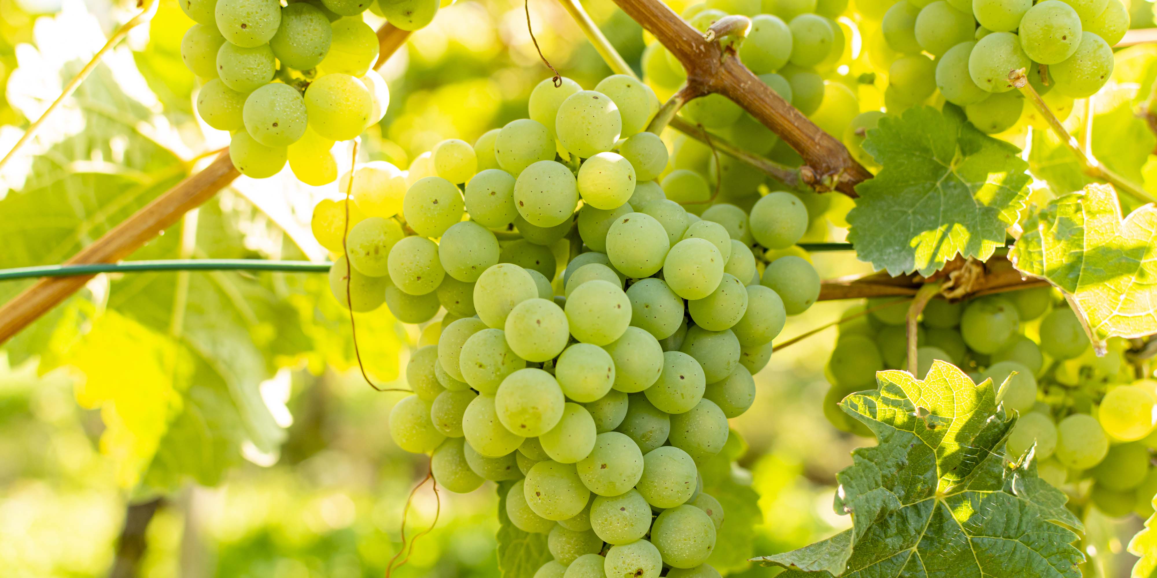 Sauvignon Blanc – Wineries Family Direct Wines