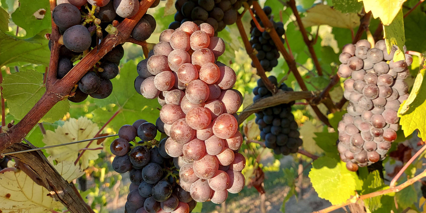 Pinot Gris Wines