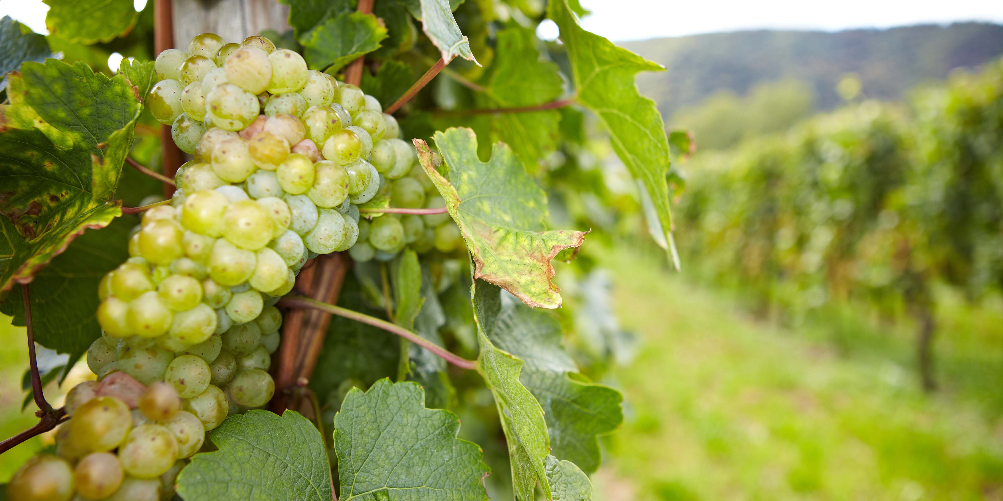 Riesling Wines – Family Wineries Direct