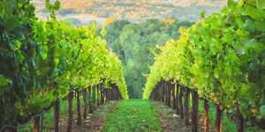 View down a vineyard row in Healdsburg, California